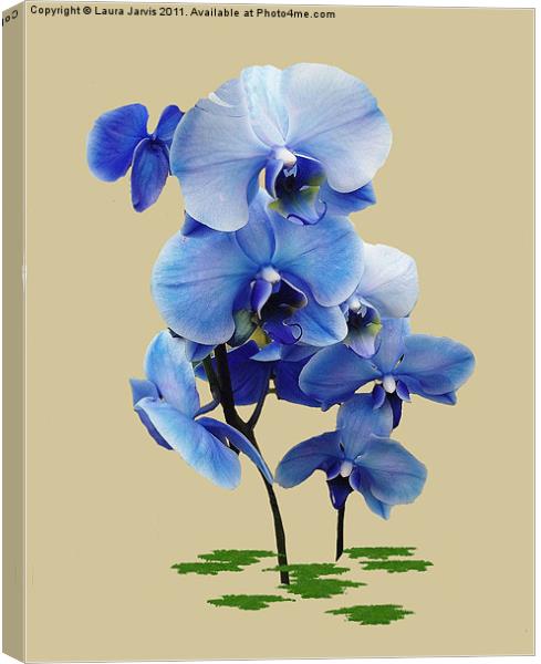 Blue Orchid Canvas Print by Laura Jarvis