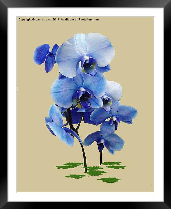 Blue Orchid Framed Mounted Print by Laura Jarvis