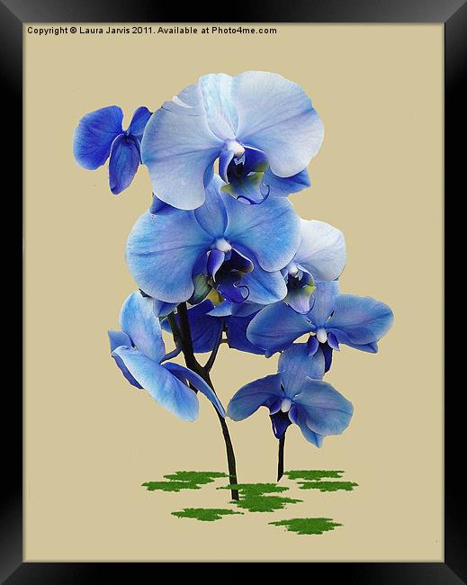 Blue Orchid Framed Print by Laura Jarvis