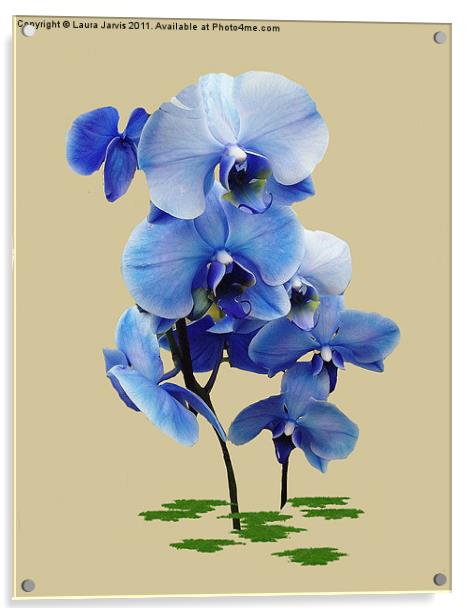 Blue Orchid Acrylic by Laura Jarvis