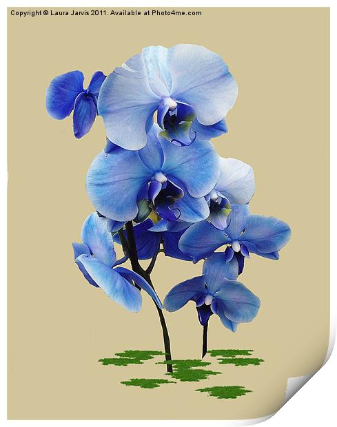 Blue Orchid Print by Laura Jarvis