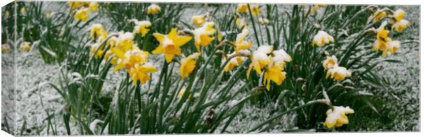 Spring Flowers covered in snow Canvas Print by Sonny Ryse