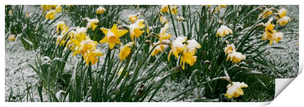 Spring Flowers covered in snow Print by Sonny Ryse