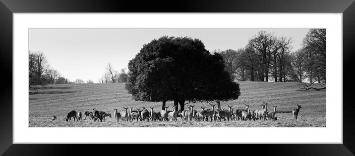 Studley Royal Deer Park Yorkshire black and white Framed Mounted Print by Sonny Ryse