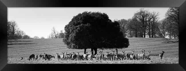Studley Royal Deer Park Yorkshire black and white Framed Print by Sonny Ryse
