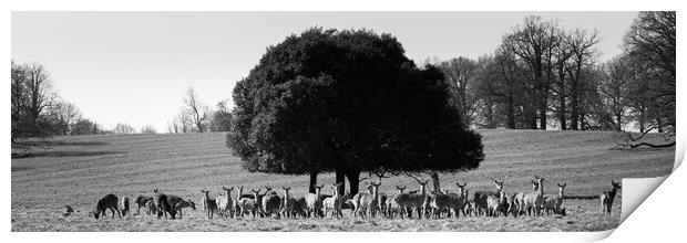Studley Royal Deer Park Yorkshire black and white Print by Sonny Ryse