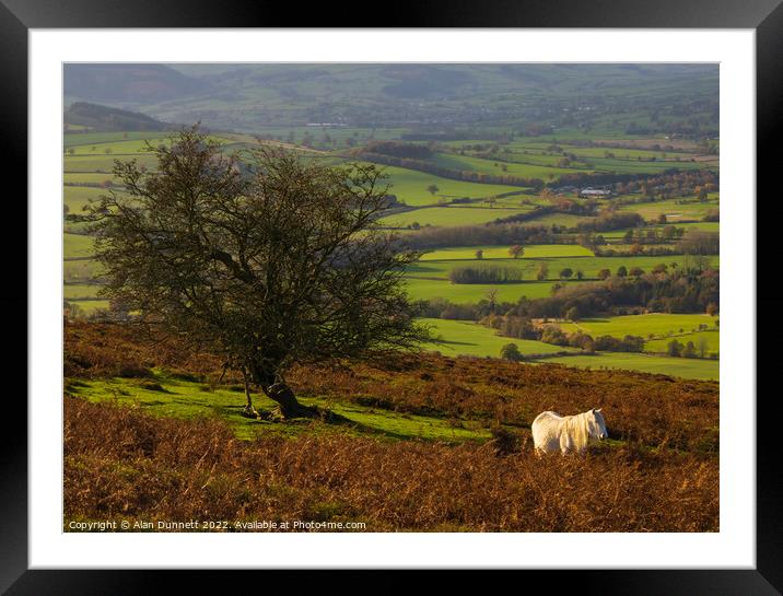 Shropshire Pony Framed Mounted Print by Alan Dunnett