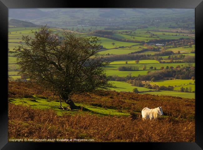 Shropshire Pony Framed Print by Alan Dunnett