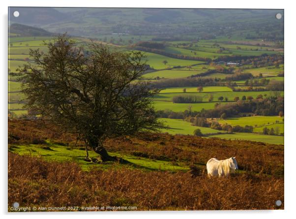 Shropshire Pony Acrylic by Alan Dunnett