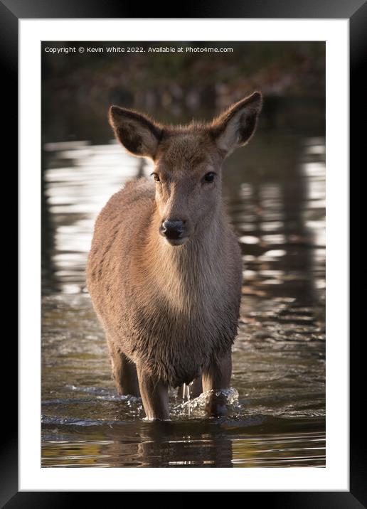 First dip in water for young red deer Framed Mounted Print by Kevin White