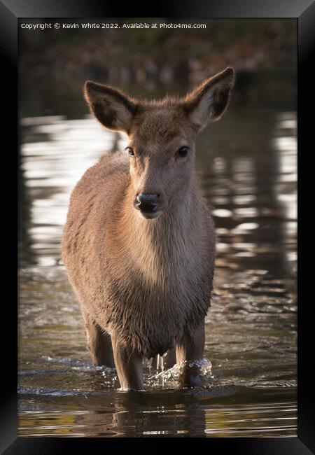 First dip in water for young red deer Framed Print by Kevin White