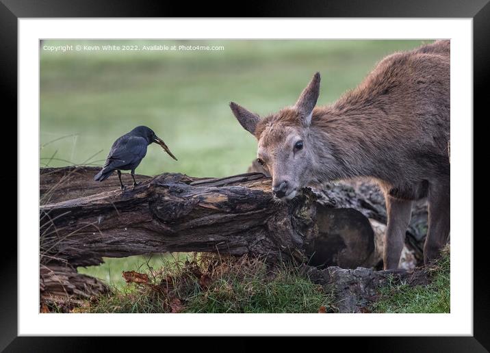 Different creatures sharing a moment Framed Mounted Print by Kevin White
