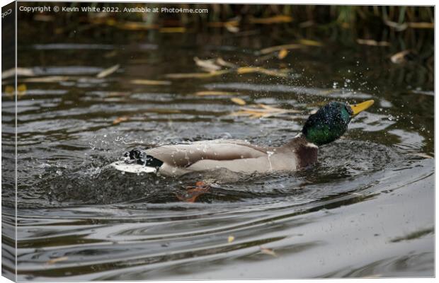 Mallard duck in a hurry Canvas Print by Kevin White
