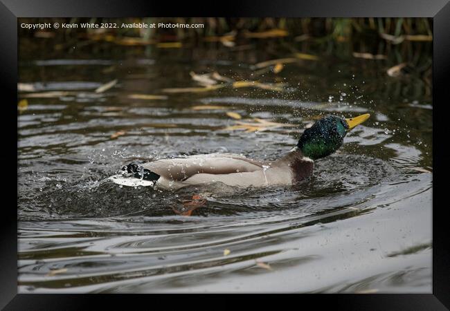 Mallard duck in a hurry Framed Print by Kevin White