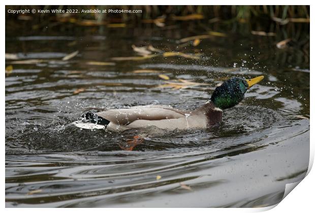 Mallard duck in a hurry Print by Kevin White