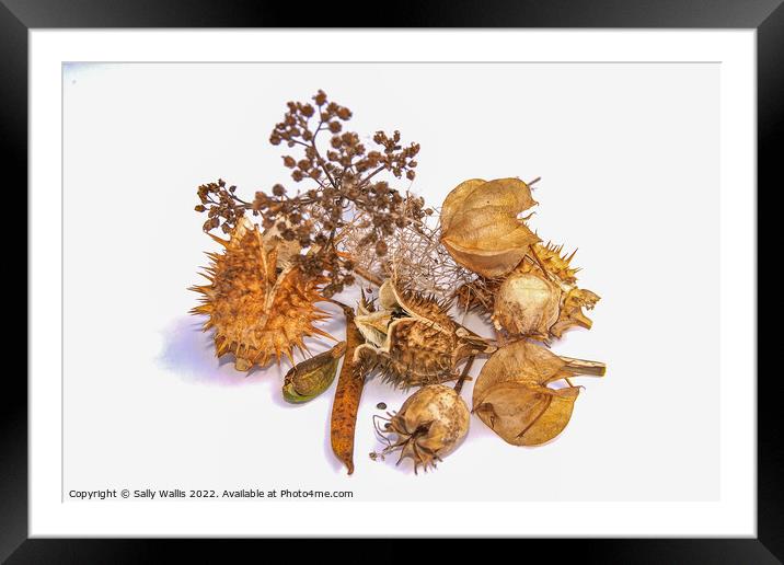 Study in brown - autumn seed heads Framed Mounted Print by Sally Wallis