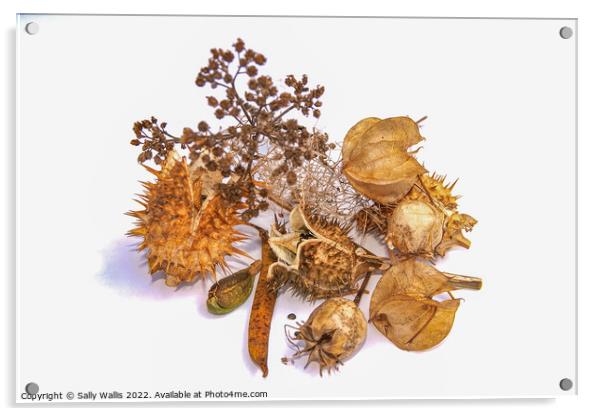 Study in brown - autumn seed heads Acrylic by Sally Wallis