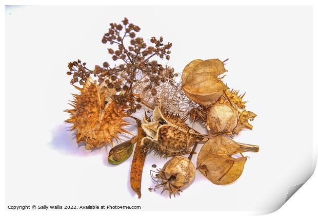 Study in brown - autumn seed heads Print by Sally Wallis