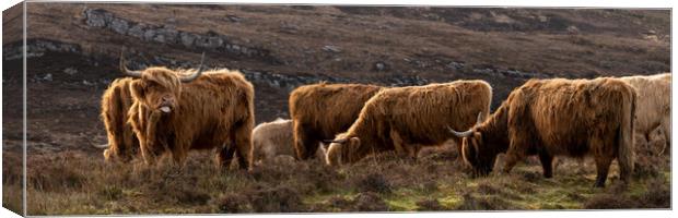 Highland cow coo herd 1 Canvas Print by Sonny Ryse