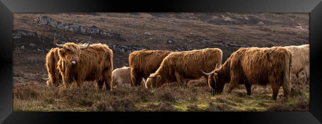 Highland cow coo herd 1 Framed Print by Sonny Ryse