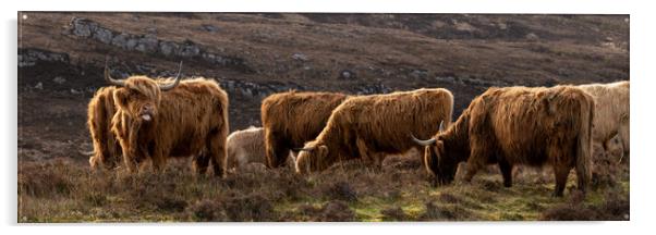 Highland cow coo herd 1 Acrylic by Sonny Ryse