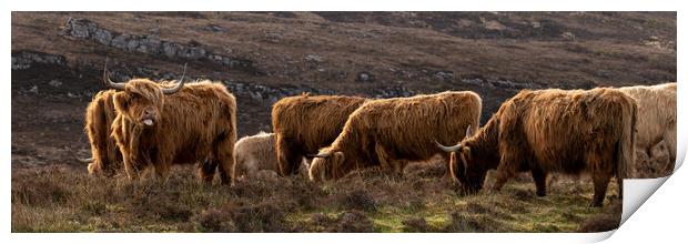 Highland cow coo herd 1 Print by Sonny Ryse