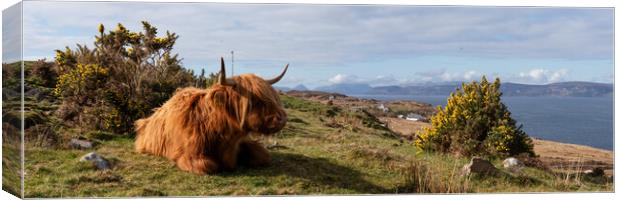 Highland cow coo scottish coast highlands Canvas Print by Sonny Ryse