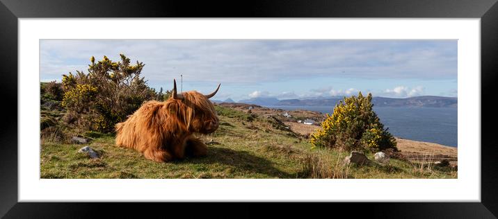 Highland cow coo scottish coast highlands Framed Mounted Print by Sonny Ryse