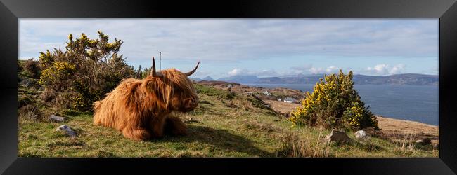 Highland cow coo scottish coast highlands Framed Print by Sonny Ryse