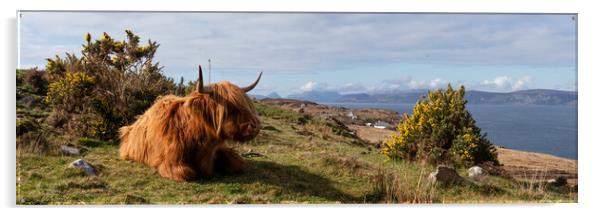 Highland cow coo scottish coast highlands Acrylic by Sonny Ryse