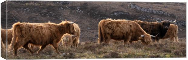 Highland cow coo herd 2 Canvas Print by Sonny Ryse