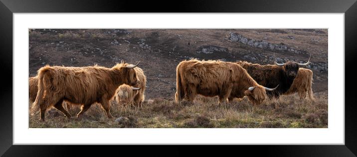 Highland cow coo herd 2 Framed Mounted Print by Sonny Ryse