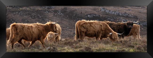 Highland cow coo herd 2 Framed Print by Sonny Ryse