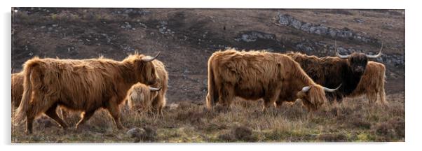 Highland cow coo herd 2 Acrylic by Sonny Ryse