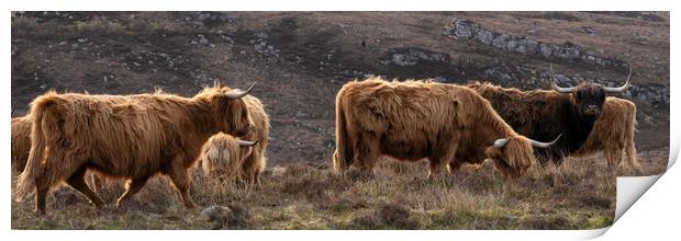 Highland cow coo herd 2 Print by Sonny Ryse