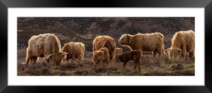 Highland cow coo calves herd 2 Framed Mounted Print by Sonny Ryse