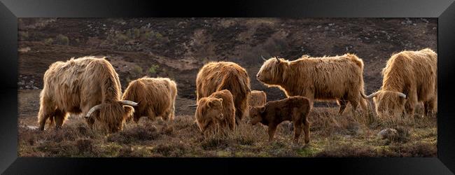 Highland cow coo calves herd 2 Framed Print by Sonny Ryse