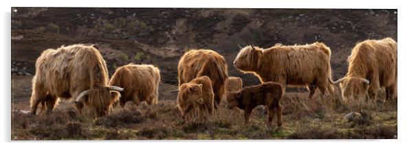 Highland cow coo calves herd 2 Acrylic by Sonny Ryse
