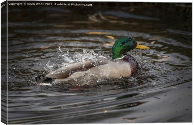 What a splash from a Mallard duck Canvas Print by Kevin White