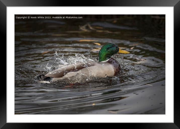 What a splash from a Mallard duck Framed Mounted Print by Kevin White