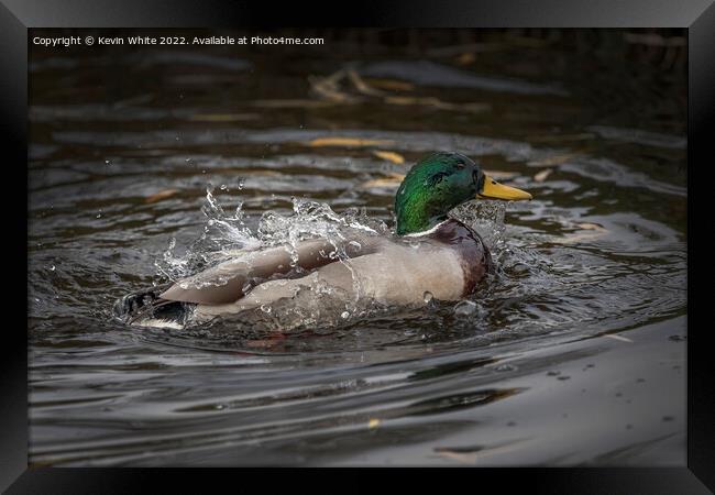 What a splash from a Mallard duck Framed Print by Kevin White