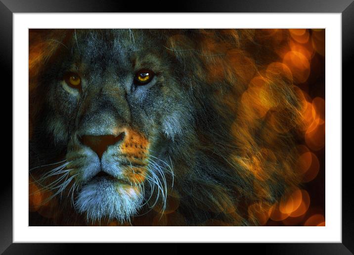 Lion  Framed Mounted Print by Alison Chambers