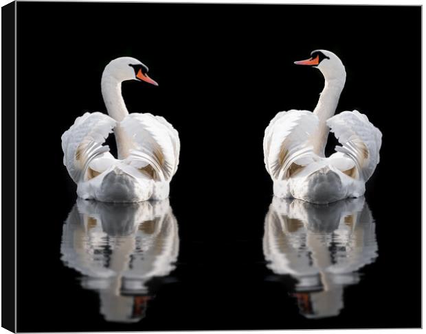 Two mute swans wings busking Norfolk Canvas Print by Simon Bratt LRPS