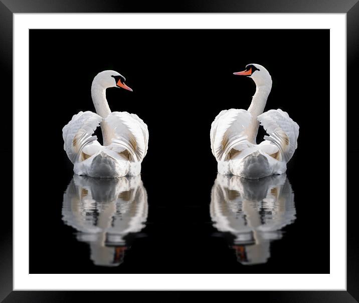Two mute swans wings busking Norfolk Framed Mounted Print by Simon Bratt LRPS