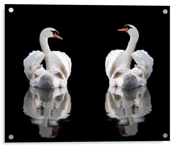 Two mute swans wings busking Norfolk Acrylic by Simon Bratt LRPS