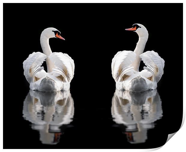 Two mute swans wings busking Norfolk Print by Simon Bratt LRPS
