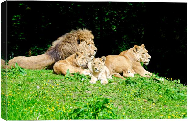 A family of lions Canvas Print by kathy white