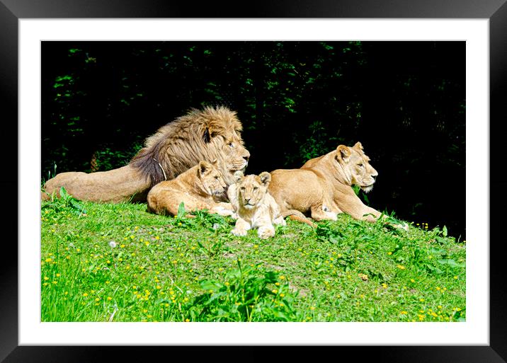A family of lions Framed Mounted Print by kathy white