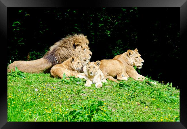 A family of lions Framed Print by kathy white