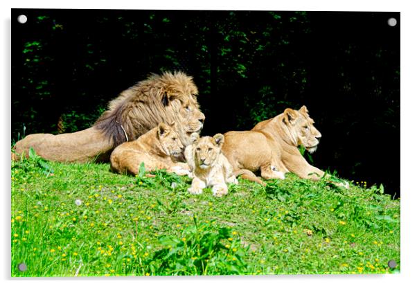 A family of lions Acrylic by kathy white